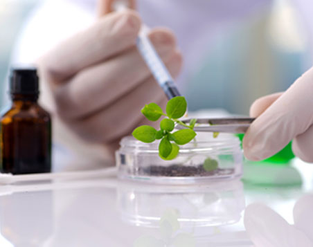 Plant Pathogens
