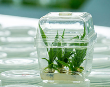 Crop Antibodies