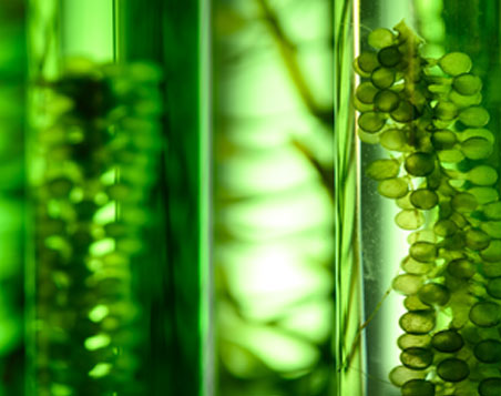 Algae Antibodies