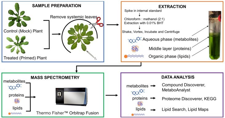 Plant Quantitative Lipidomics Service | Plant Antibody – Creative ...